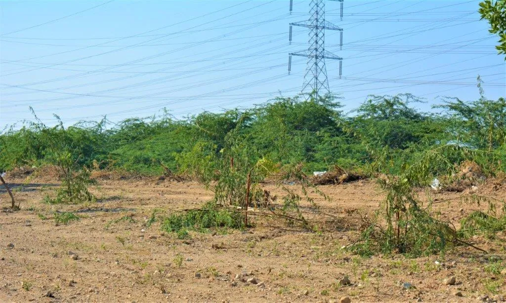 CSR/CSR/Environment/Plantation under CSR 2022.webp